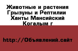 Животные и растения Грызуны и Рептилии. Ханты-Мансийский,Когалым г.